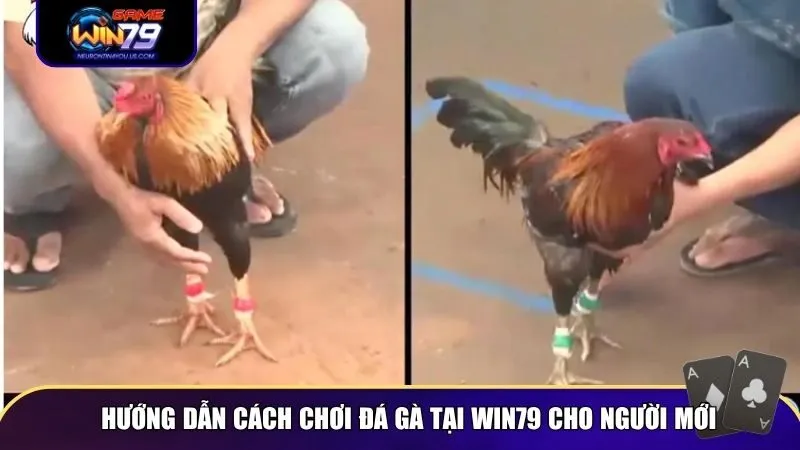 da ga win79 2 Hướng dẫn cách chơi đá gà tại Win79 cho người mới